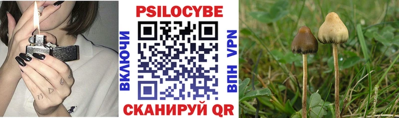 даркнет формула Александровское Псилоцибиновые грибы Magic Shrooms